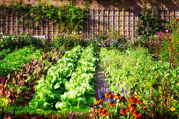 Best Home Vegetable Garden Design Ideas