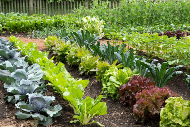 Home Vegetable Garden Design Ideas